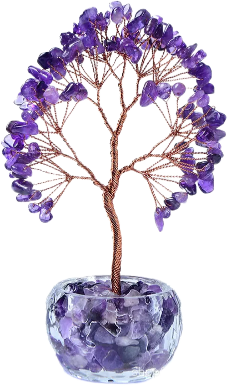 紫水晶樹 ‧ 特性