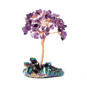 紫水晶樹，紫水晶樹功效2024010402
